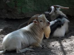 Cabras pigmeas que aún están en el zoológico. EFE