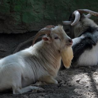 Desaparecen, venden y sacrifican a animales de zoológico de Guerrero