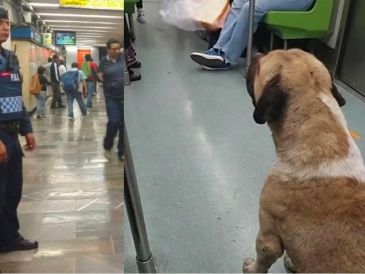 Usuarios de TikTok no tardaron en bromear sobre la "actitud rebelde" del lomito, que a toda costa quiso viajar en el Metro. ESPECIAL/CAPTURA DE VIDEO