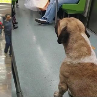 ¡Ni la comida lo convenció de bajar! Captan a perrito viajando en vagón del Metro
