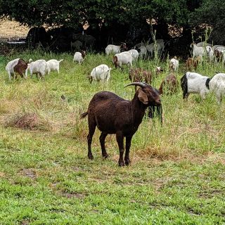 Sacrificaron a 4 cabras de zoológico de Chilpancingo para fiesta de fin de año