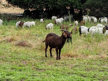 Según el reporte, cuatro cabras pigmeas "fueron sacrificadas y cocinadas en las instalaciones del mismo zoológico". EFE / ARCHIVO