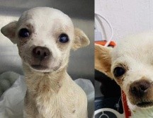 Pinky fue una sensación en redes sociales. Facebook.