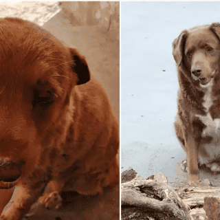 Conoce a "Bobi", el perro más viejo del mundo; tiene 30 años y vive en Portugal