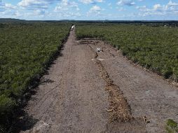 Panorama reciente de la selva de Calakmul, una de las más importantes de México. AP/ M. Ugalde