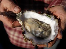 La mejora de la circulación sanguínea y los ácidos grasos Omega-3 y zinc, que favorecen la producción de la testosterona, son dos de los beneficios que ofrecen algunos alimentos catalogados como afrodisiacos como las ostras. AP / ARCHIVO