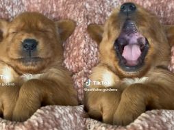 En los metrajes, los caninos aparentemente no hacen nada extraordinario, simplemente quien parece ser su dueña, trata de documentar cómo son sus mascotas. TikTok / saltlake.goldens