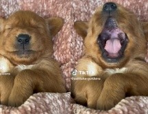 En los metrajes, los caninos aparentemente no hacen nada extraordinario, simplemente quien parece ser su dueña, trata de documentar cómo son sus mascotas. TikTok / saltlake.goldens