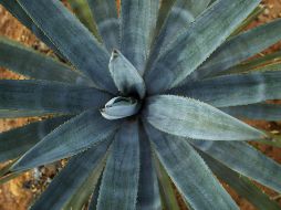 Estas plantas pueden producirse y emplearse con fines ornamentales o decorativos. AP / ARCHIVO