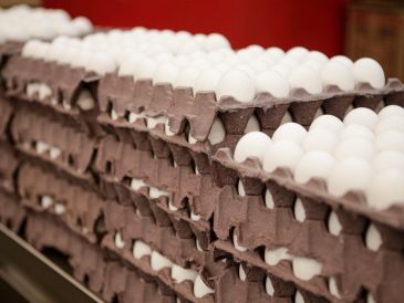 Aumenta el precio en huevos rojos y blancos. EL INFORMADOR/ ARCHIVO
