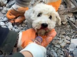 Hallan a perrito con vida entre los escombros. SUN