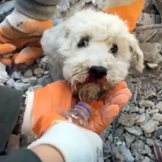 Perro asoma cabeza aún con vida; lo rescatan en Turquía