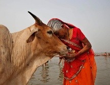 La figura de la vaca ocupa desde hace mucho una posición privilegiada en la mentalidad hindú. AP/ARCHIVO
