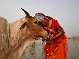La figura de la vaca ocupa desde hace mucho una posición privilegiada en la mentalidad hindú. AP/ARCHIVO