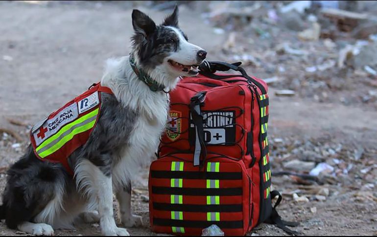 Una delegación mexicana participa en las labores de búsqueda y ayuda tras el terremoto del lunes pasado en Turquía. AFP / ESPECIAL