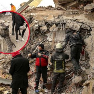 Conmueve imagen de gato abrazando a perrito tras ser rescatados en Siria