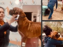 'El Chato' fue llevado a un refugio. SUN