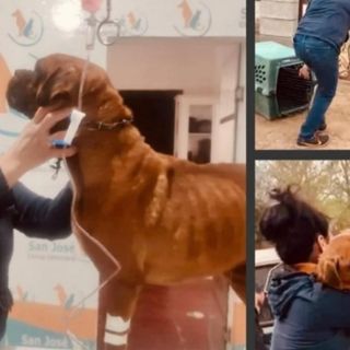 Rescatan a 'El Chato', perro víctima de crueldad animal en Sonora