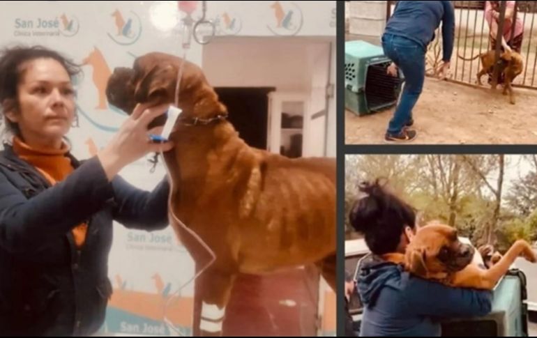 'El Chato' fue llevado a un refugio. SUN