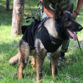 ¡Héroe! Fallece Proteo, perrito mexicano rescatista en Turquía