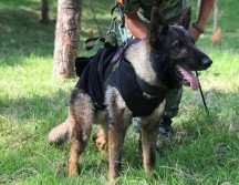 Proteo era uno de los 16 perros rescatistas enviados a Turquía. TWITTER/@m_ebrard