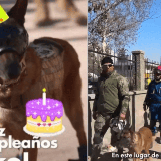 "Ecko", perro rescatista en Turquía cumple años