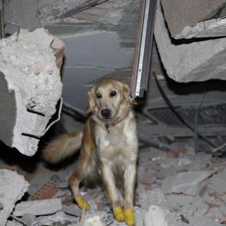 Perro rescatista se lastima las patas, se niega a descansar y salva a 5 en Turquía