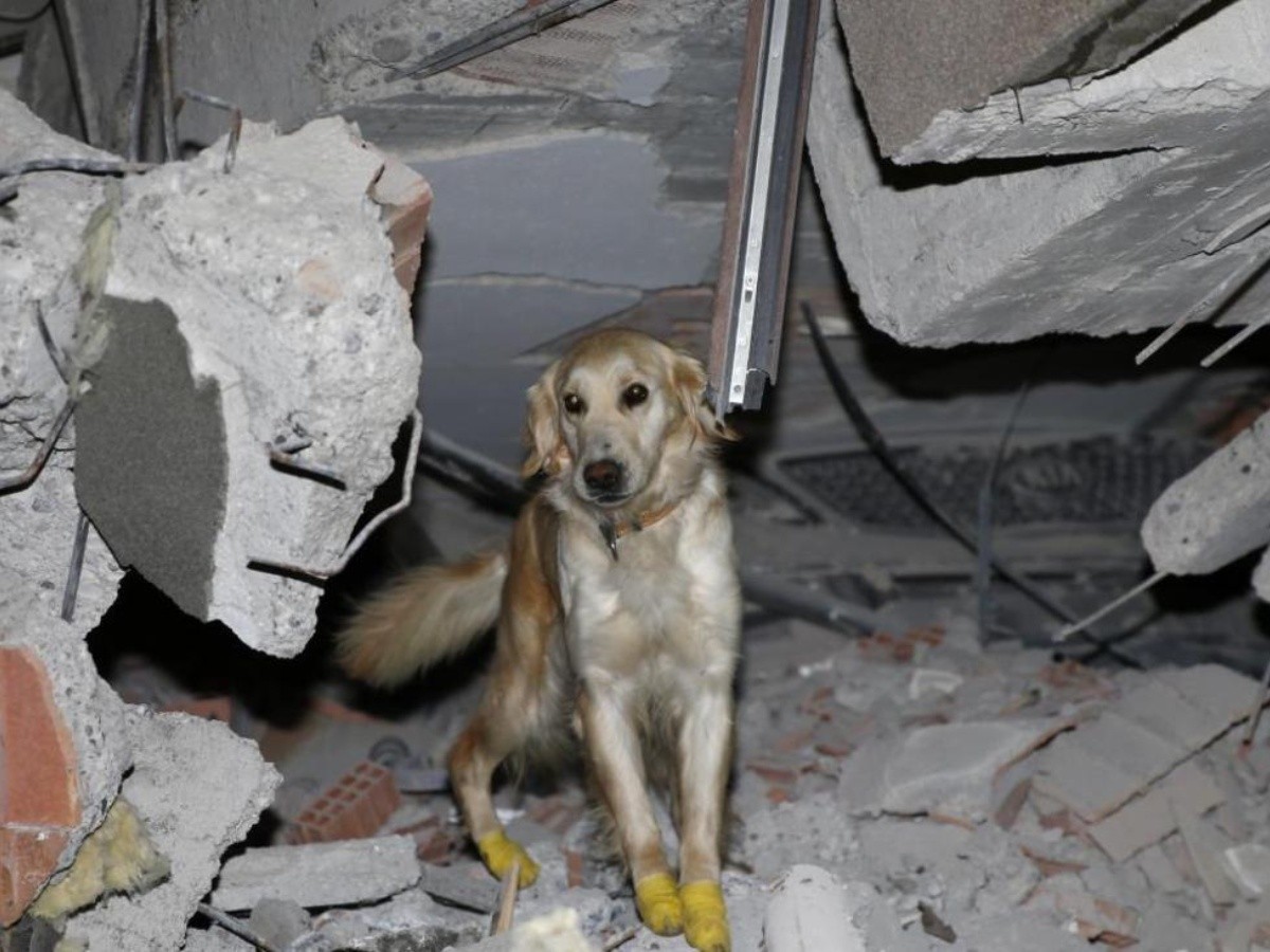 Terremoto hoy: Perro rescatista se lastima las patas, se niega a descansar  y salva a 5 en Turquía | El Informador