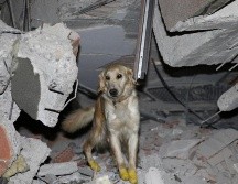 A Kopuk (espuma en español) le tuvieron que coser sus patas. ESPECIAL