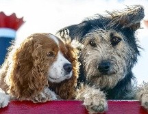 Disfruta del Día de San Valentín con el contenido de Disney+. ESPECIAL/THE WALT DISNEY COMPANY MÉXICO.