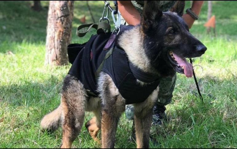 Potreo se convirtió en un auténtico héroe en el rescate de personas en Turquía. ESPECIAL