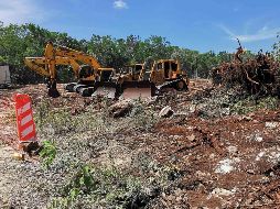 Remarcan que en toda la ruta del Tren Maya se está llevando a cabo una reforestación histórica para evitar la afectación de áreas naturales. SUN/ARCHIVO