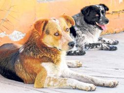 En 2015 entró en vigor la reforma al Código Penal para multar a quienes cometan maltrato o abuso animal. SUN / ARCHIVO