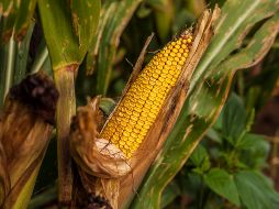 El Gobierno de México publicó un decreto en el Diario Oficial en el que se detallaron algunas reglas relacionadas al comercio y uso del maíz genéticamente modificado en el país. EL INFORMADOR / ARCHIVO