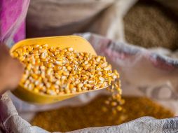 Cada año se importan alrededor de 18 millones de toneladas de maíz amarillo transgénico. ARCHIVO