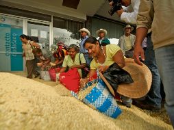 Los productores de maíz en Jalisco tienen años en la búsqueda de una regulación que no afecte su actividad laboral. EL INFORMADOR/ Archivo