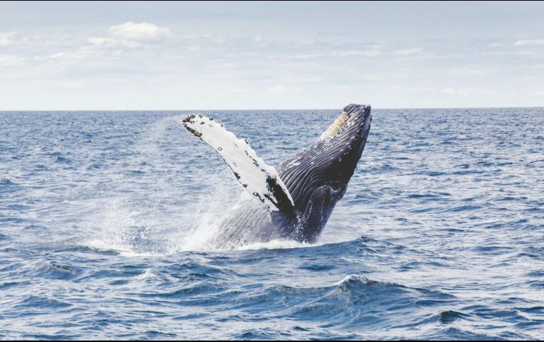Hoy 19 de febrero es el Día Mundial de las Ballenas. ESPECIAL/Photo by Tom Kelley on Unsplash.