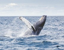 Hoy 19 de febrero es el Día Mundial de las Ballenas. ESPECIAL/Photo by Tom Kelley on Unsplash.
