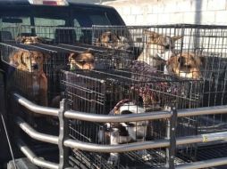 También se necesitan voluntarios en la organización. ESPECIAL