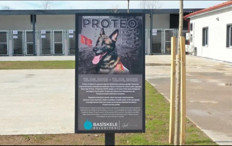Proteo, perro rescatista que murió en Turquía. SUN