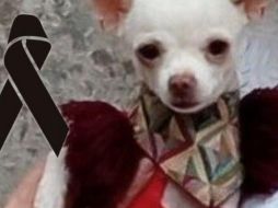 'Pincky' fue un héroe al defender su casa de ladrones. ESPECIAL