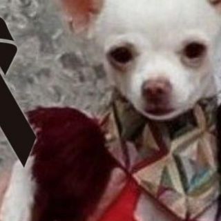 Muere 'Pinky', perrito que resultó herido al defender su casa de ladrones