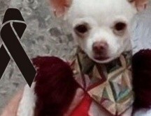 'Pincky' fue un héroe al defender su casa de ladrones. ESPECIAL