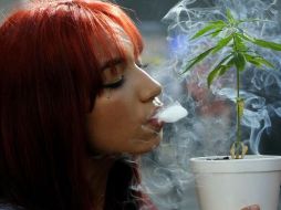 Varios países latinoamericanos han avanzado en la legalización parcial del cultivo. AFP