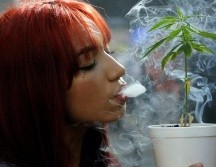 Varios países latinoamericanos han avanzado en la legalización parcial del cultivo. AFP