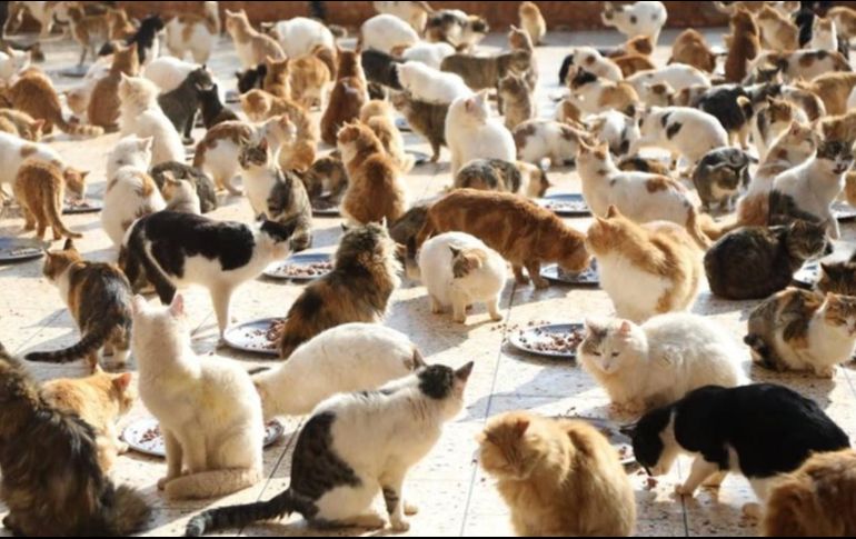 Lleva el nombre de Ernesto en honor a uno de los gatos muertos de la fundadora. SUN