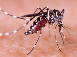 ¿Qué es el dengue, qué tipos hay hay y cuáles son sus síntomas?
