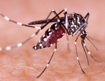 ¿Qué es el dengue, qué tipos hay hay y cuáles son sus síntomas?