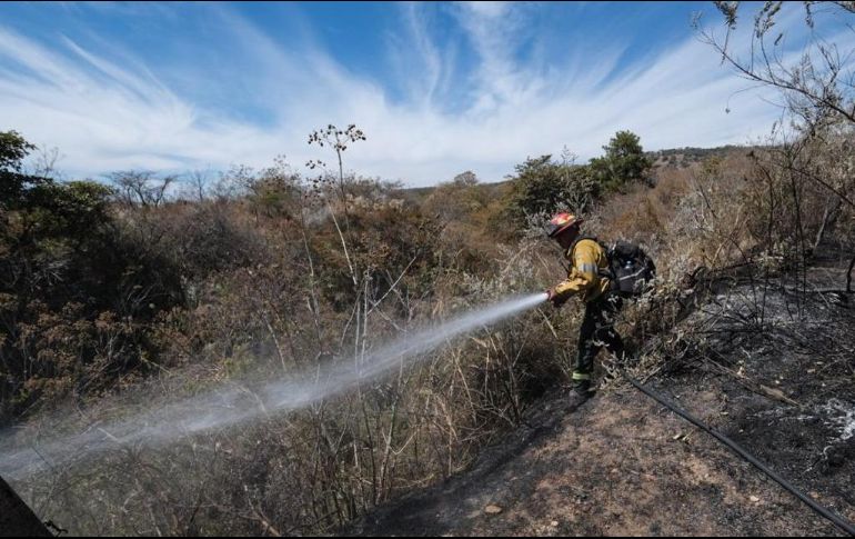 El incendio forestal en el Bosque de La Primavera comenzó el miércoles a las 16:00 horas. ESPECIAL