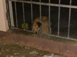 Usuarios de redes sociales piden la intervención de las autoridades estatales. SUN